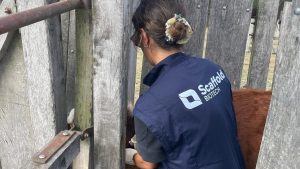 Primeras evaluaciones de una vacuna contra la garrapata bovina "made in Uruguay"