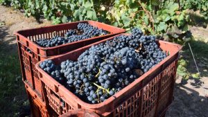 Gestiones del Centro de Viticultores del Uruguay con foco en el mal momento del 70% del aparato productivo