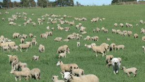 La Tribuna del Agro: ¿Estamos usando las razas correctas?