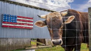 Preocupación en Estados Unidos tras confirmarse el ingreso a Texas de una plaga de gran impacto en Uruguay